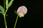 American bird's-foot trefoil